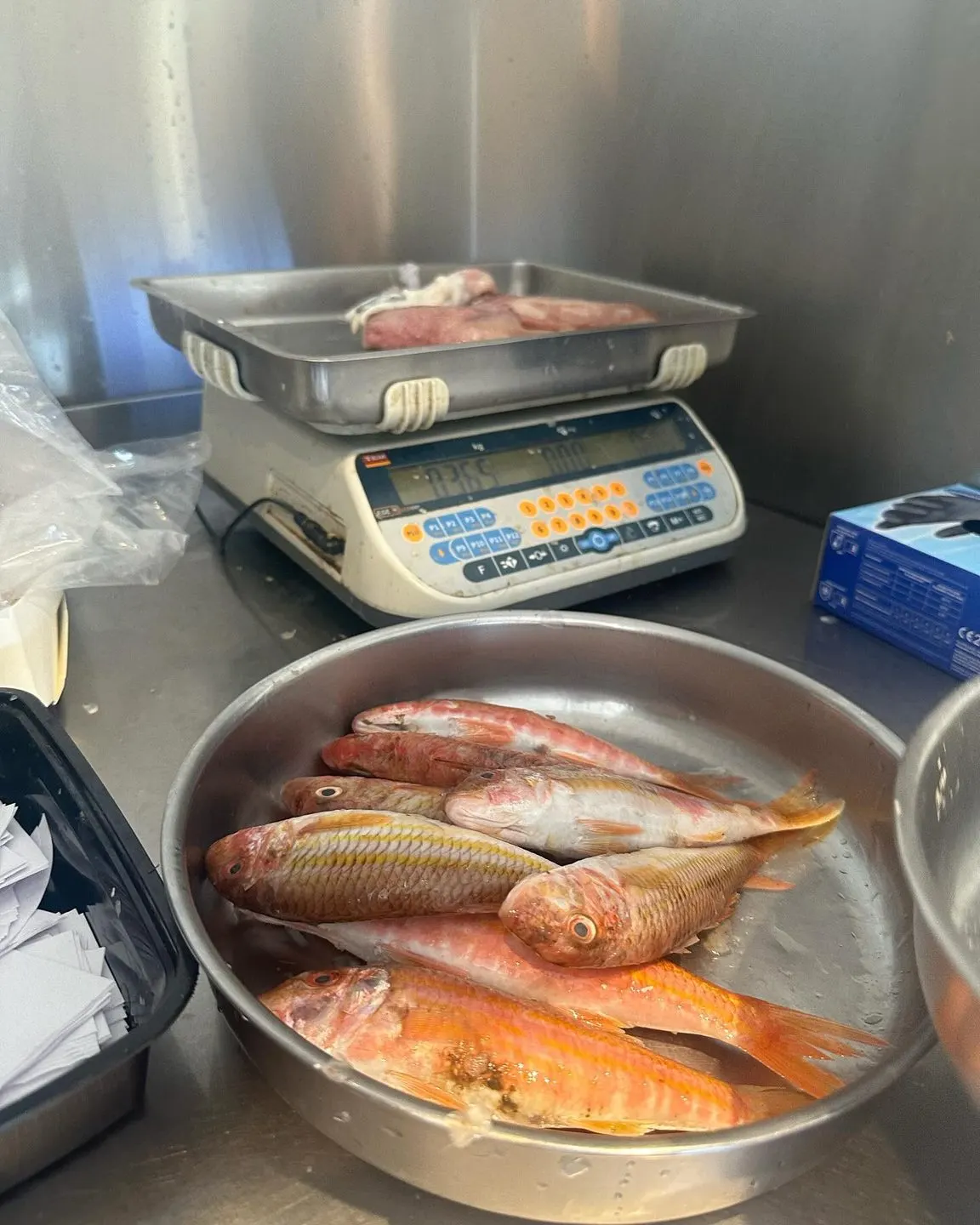 Άρτεμις Ψαροταβέρνα - Artemis Fishtavern — Atina (6/9)