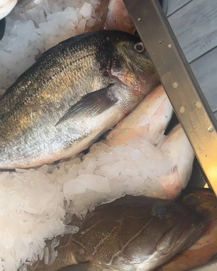 Άρτεμις Ψαροταβέρνα - Artemis Fishtavern — Atina (7/9)