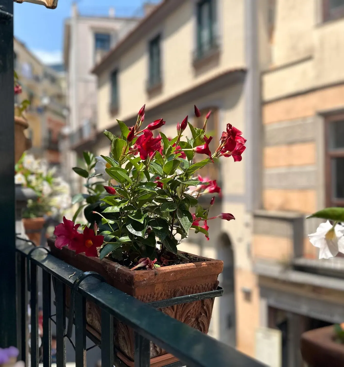 Trattoria da Gemma — Amalfi Kıyısı (8/10)